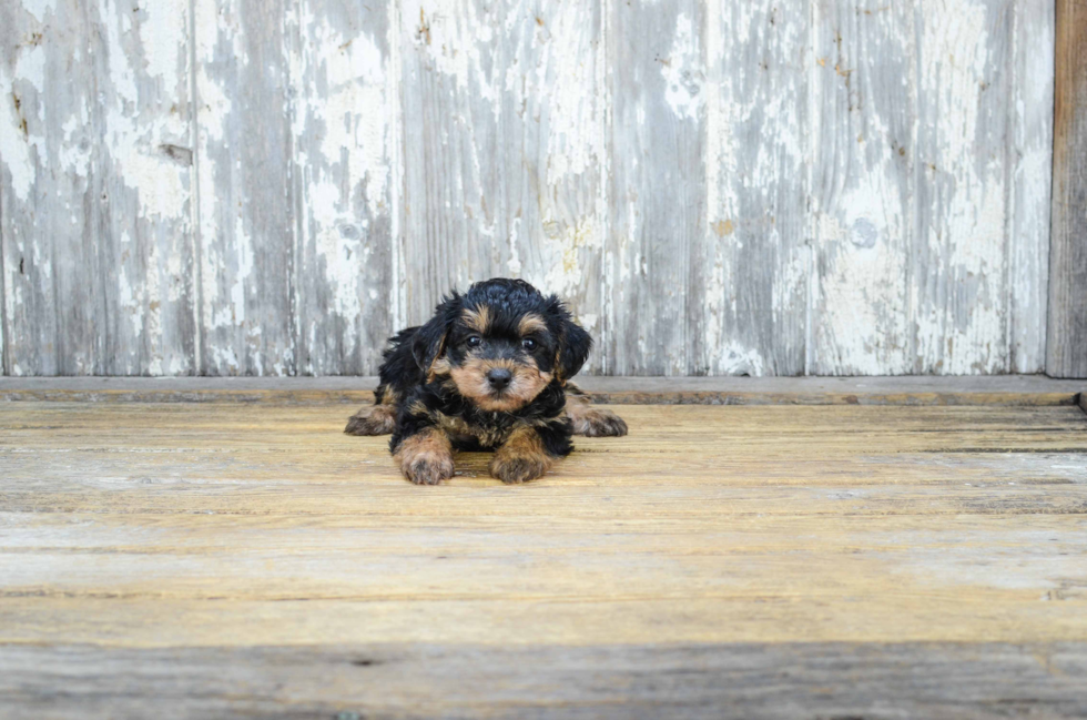 Yorkie Poo Puppy for Adoption