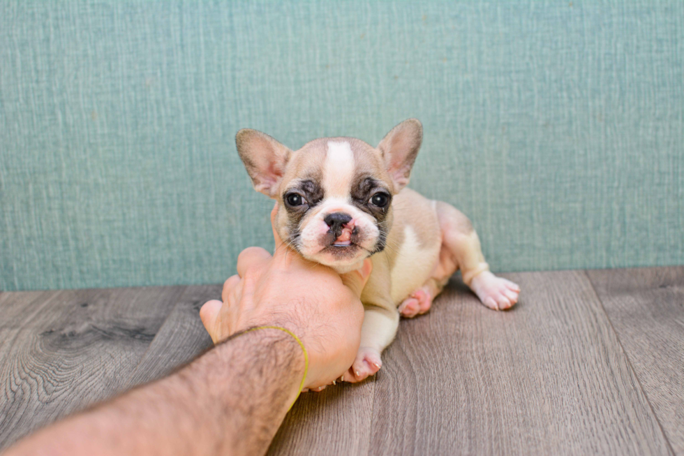 French Bulldog Pup Being Cute