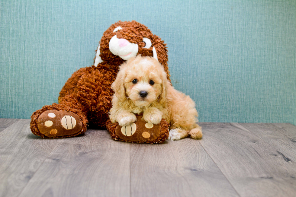 Cavapoo Puppy for Adoption
