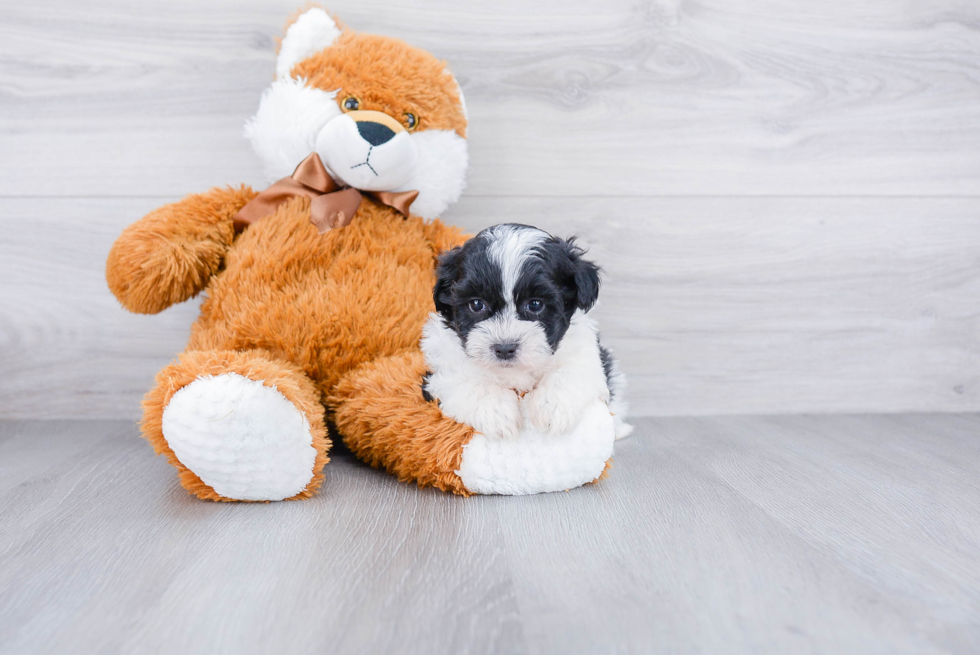 Teddy Bear Pup Being Cute