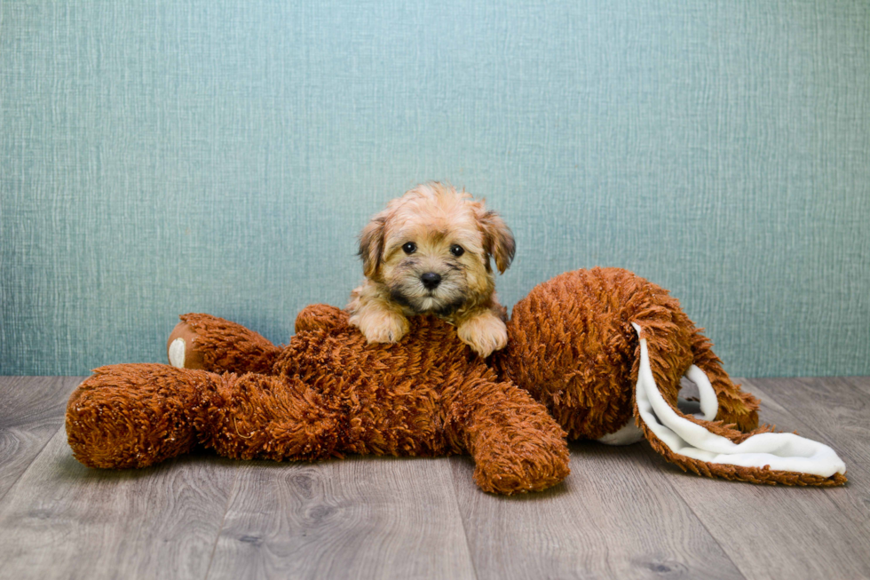 Morkie Puppy for Adoption