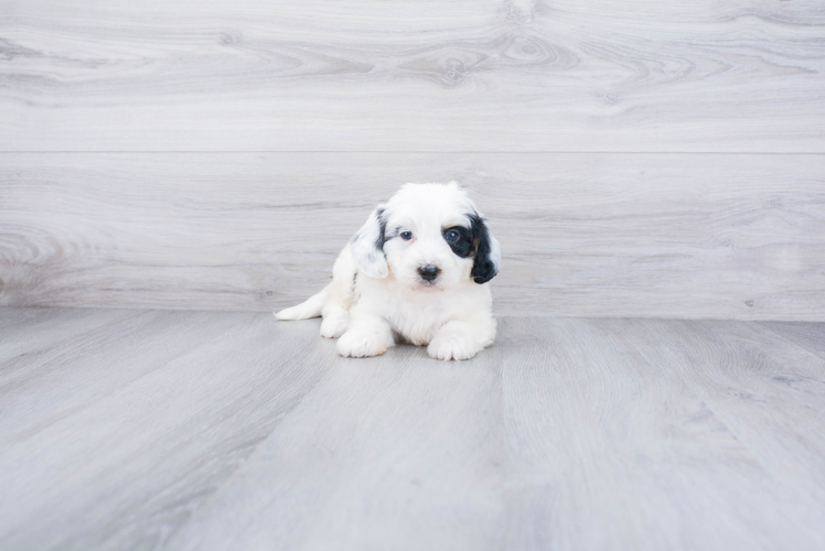 Mini Bernedoodle Pup Being Cute