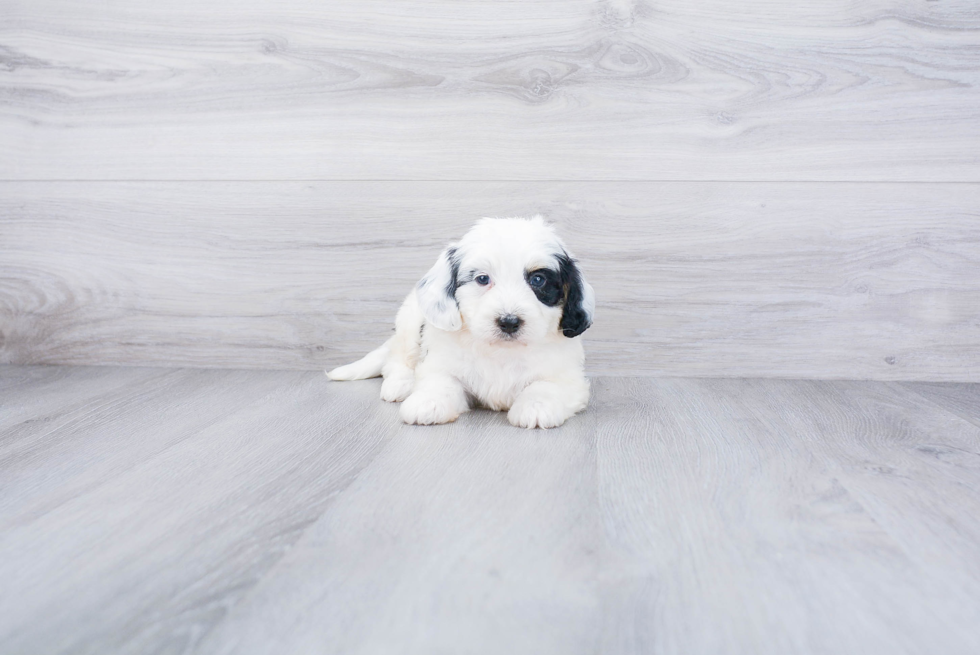 Mini Bernedoodle Pup Being Cute