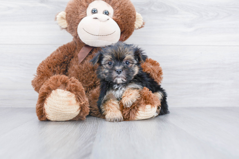Morkie Pup Being Cute