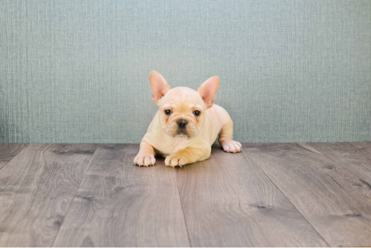 Cute Frenchie Purebred Puppy