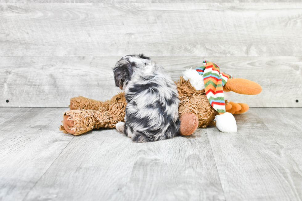 Fluffy Mini Aussiedoodle Poodle Mix Pup