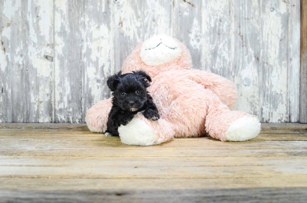 Smart Morkie Designer Pup