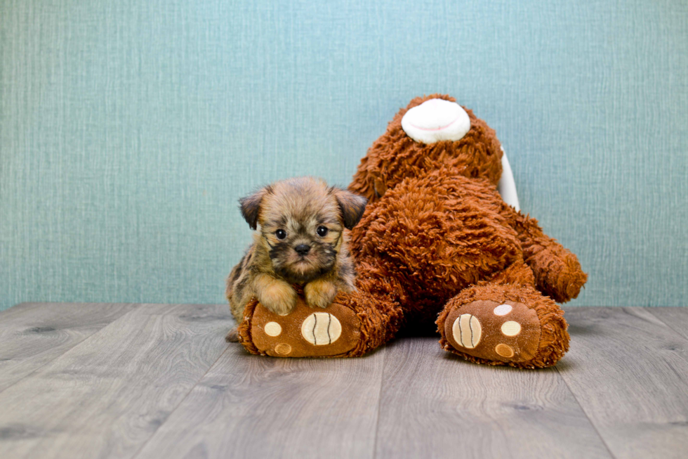 Cute Brussels Griffon Mix Puppy