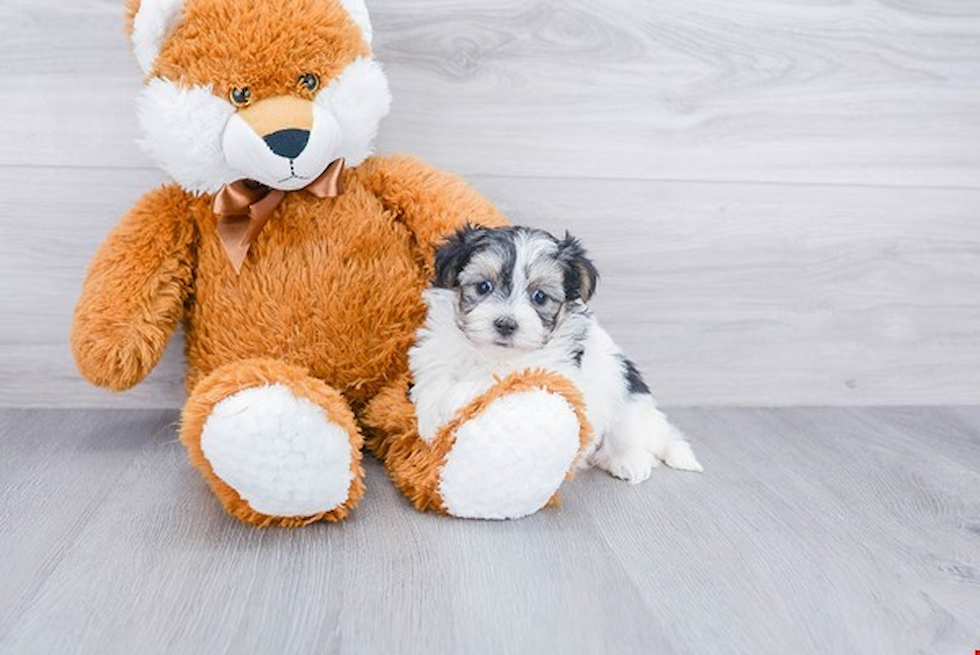 Yorkie Poo Pup Being Cute