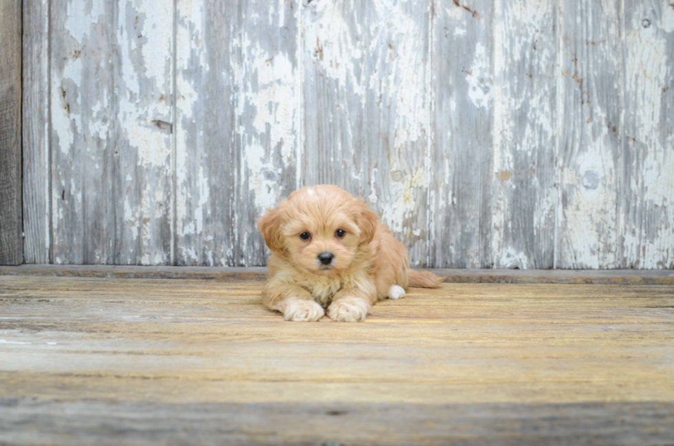 Maltipoo Pup Being Cute