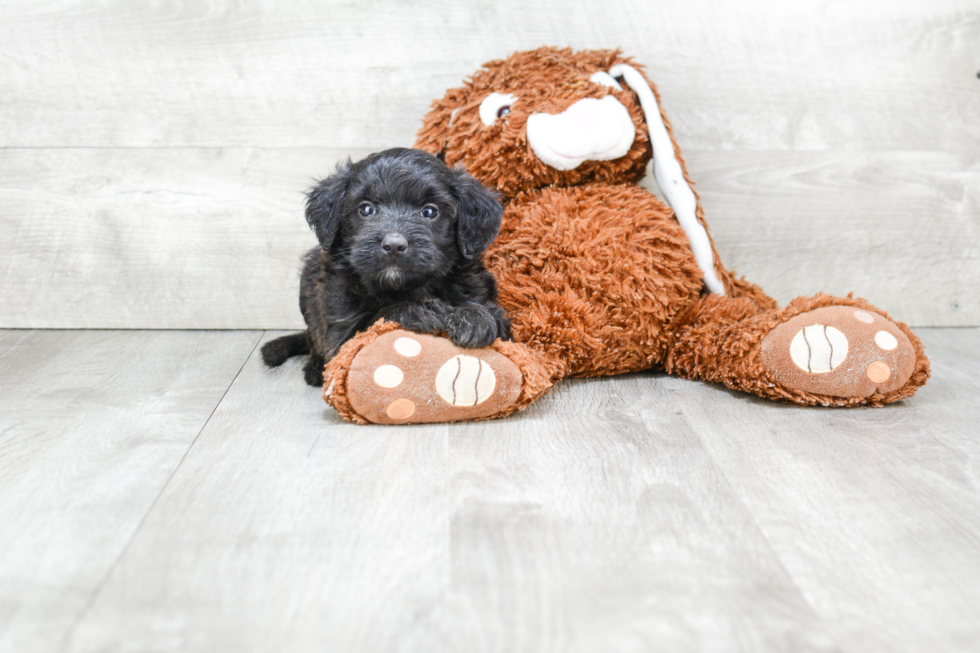 Popular Mini Bernedoodle Poodle Mix Pup