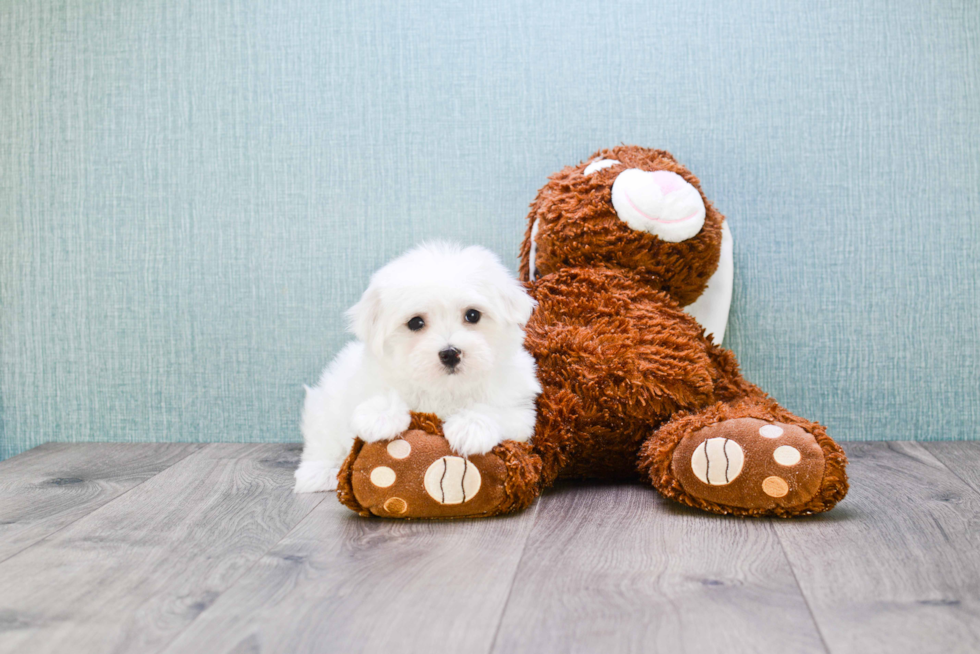 Maltese Puppy for Adoption