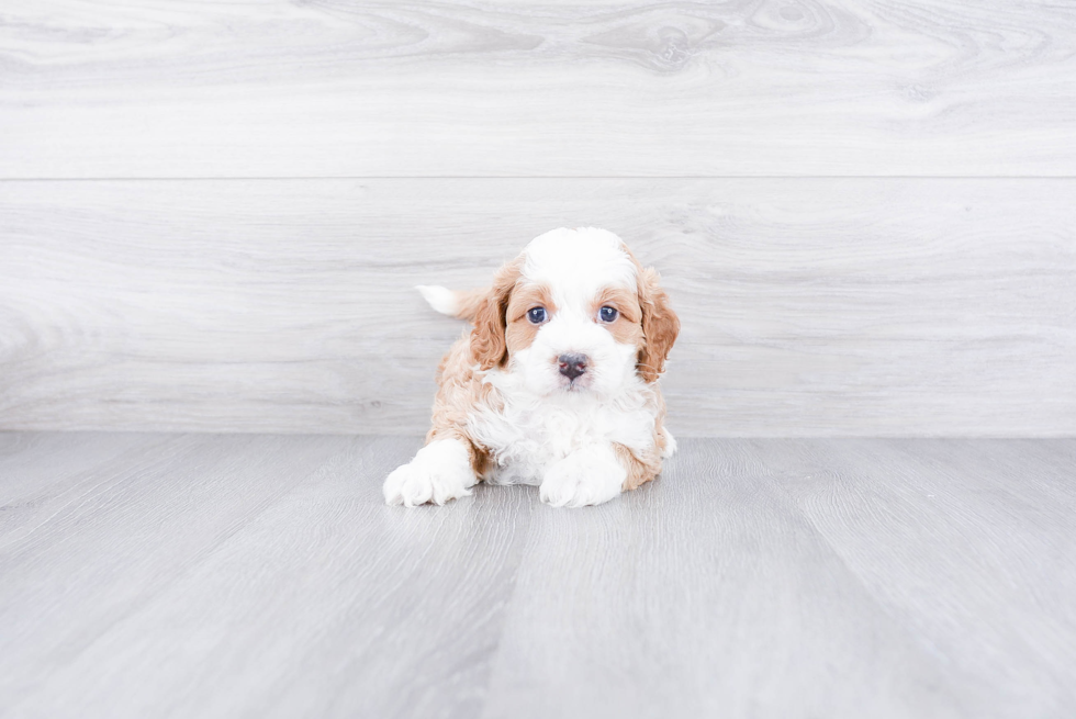 Mini Bernedoodle Pup Being Cute