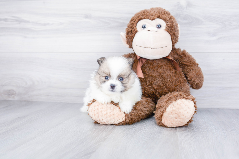 Best Pomeranian Baby