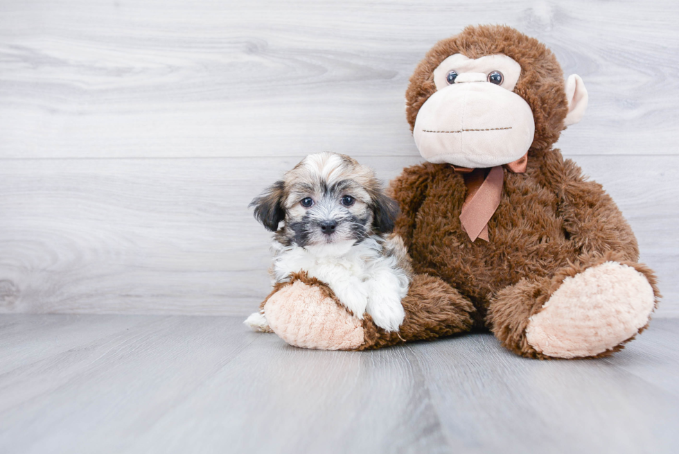 Hypoallergenic Havanese Purebred Pup