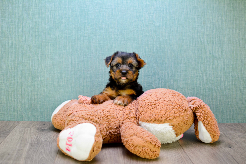 Meet Izzie - our Yorkshire Terrier Puppy Photo 