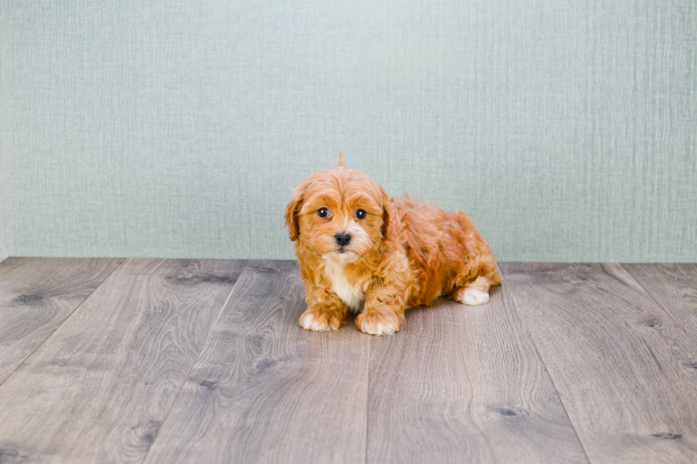 Popular Cavapoo Poodle Mix Pup