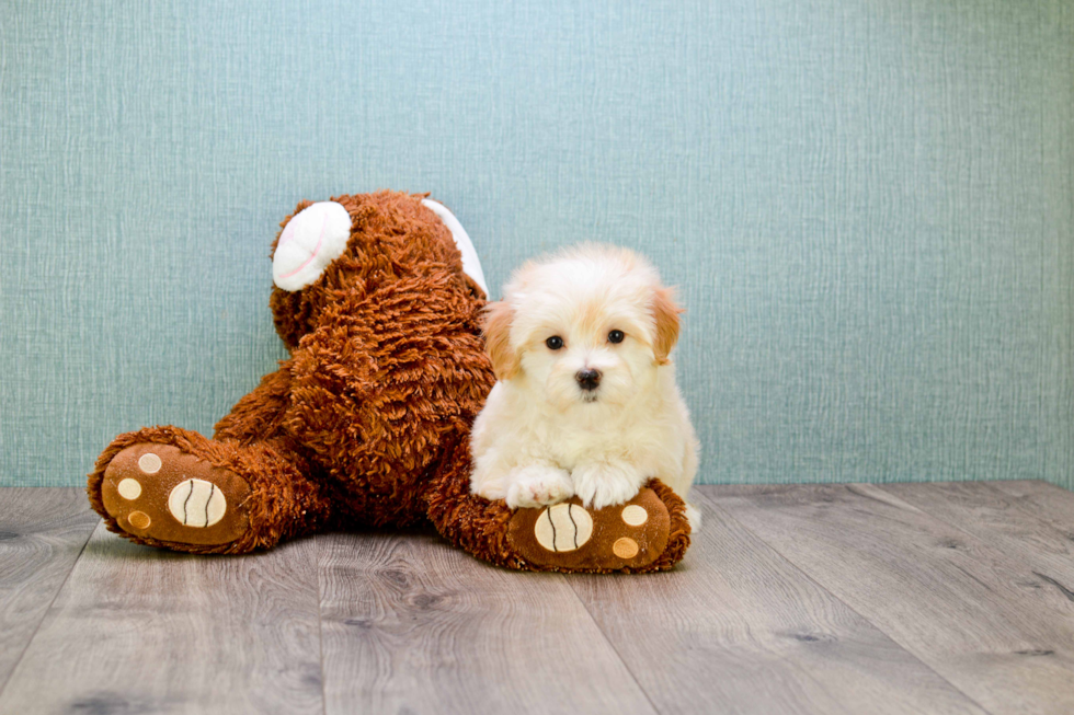 Best Maltipoo Baby