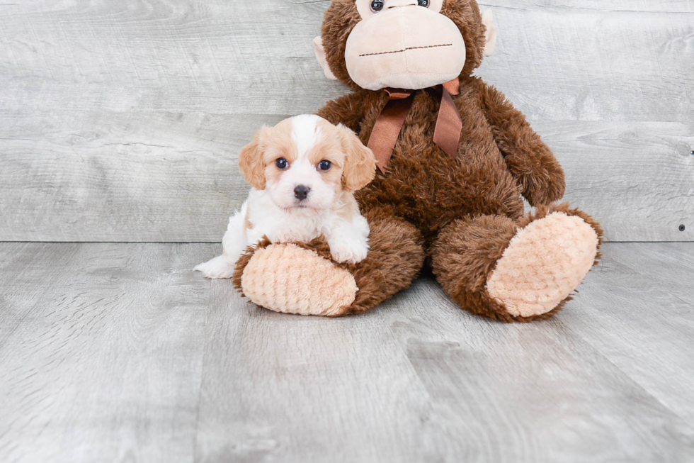 Happy Cavachon Baby
