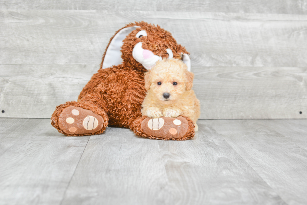 Popular Maltipoo Poodle Mix Pup