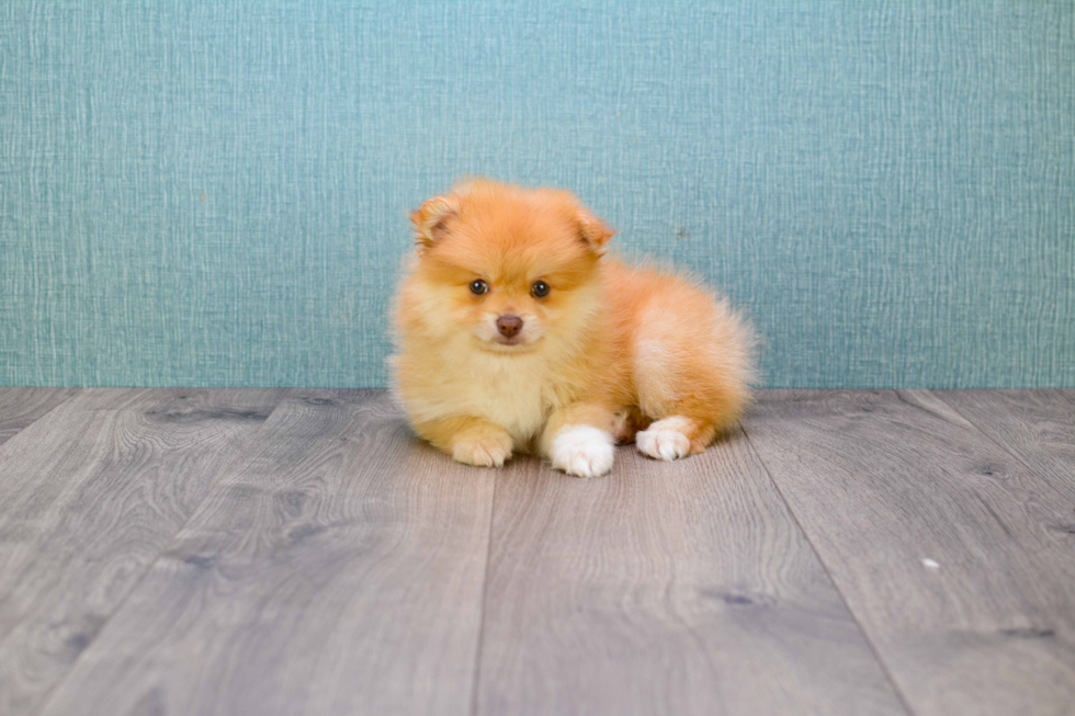 Best Pomeranian Baby