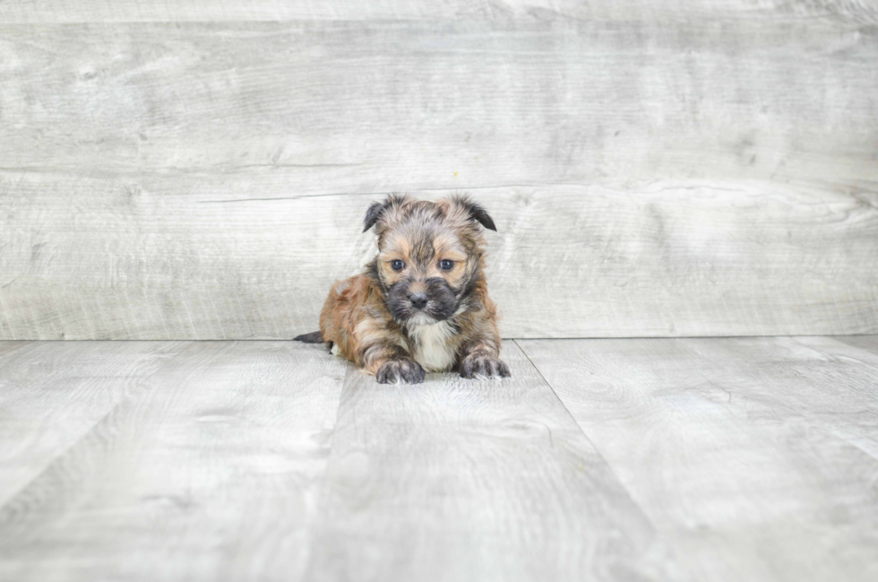 Petite Morkie Designer Pup