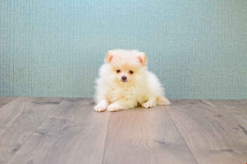 Pomeranian Puppy for Adoption