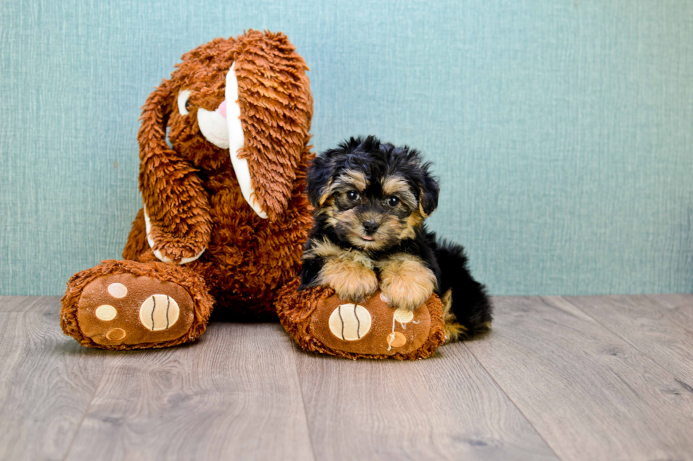 Playful Yorkie Designer Puppy
