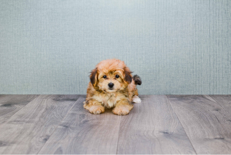 Hypoallergenic Yorkie Designer Puppy