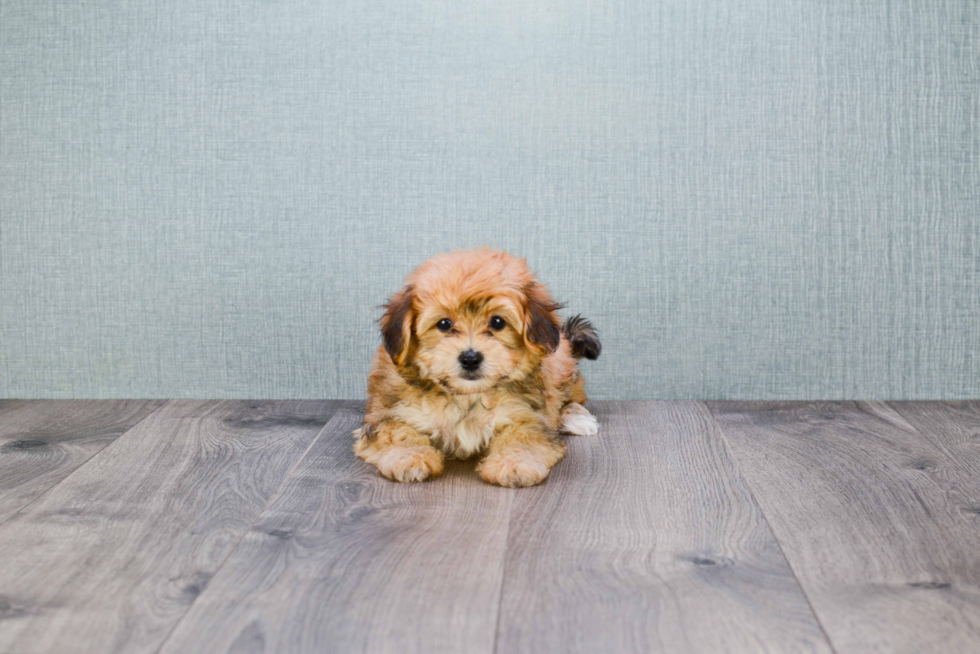 Hypoallergenic Yorkie Designer Puppy