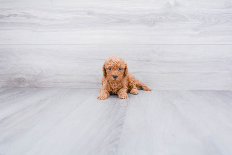 Small Mini Goldendoodle Baby