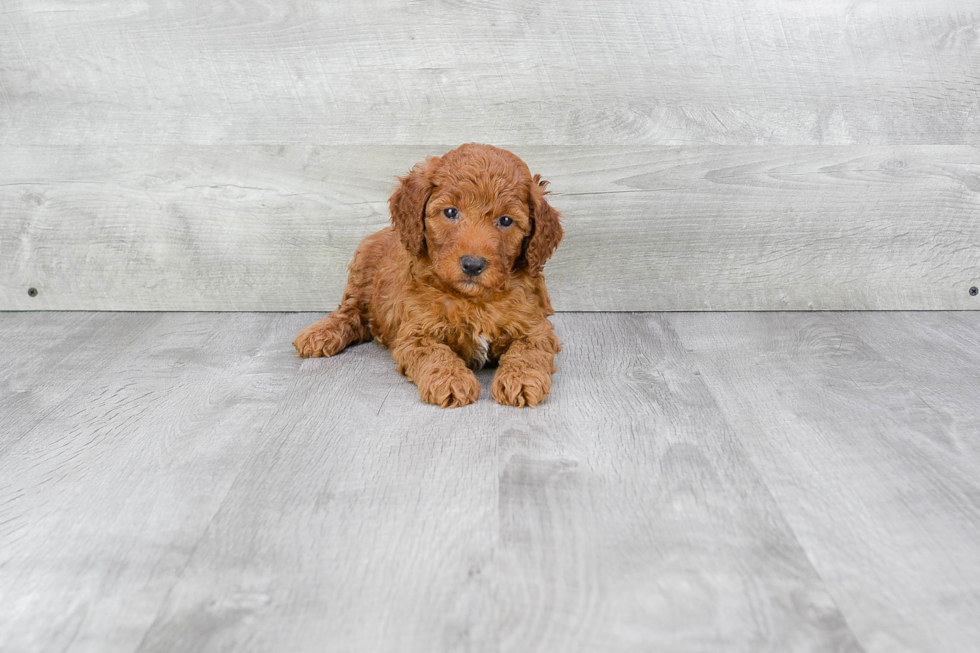 Happy Mini Goldendoodle Baby