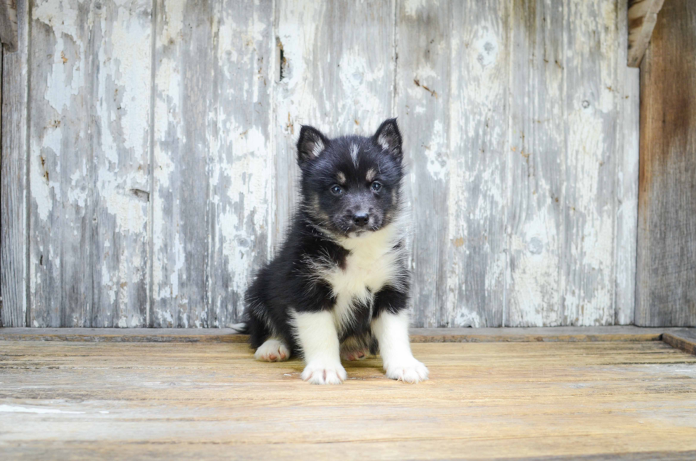 Pomsky Pup Being Cute