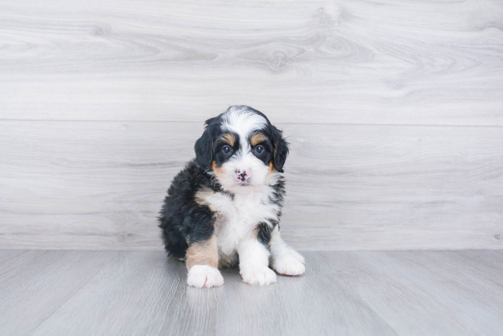 Small Mini Bernedoodle Baby