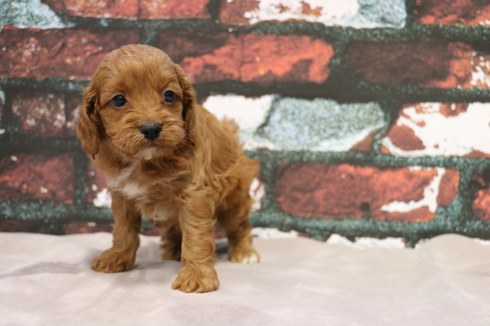 Playful Cavoodle Poodle Mix Puppy