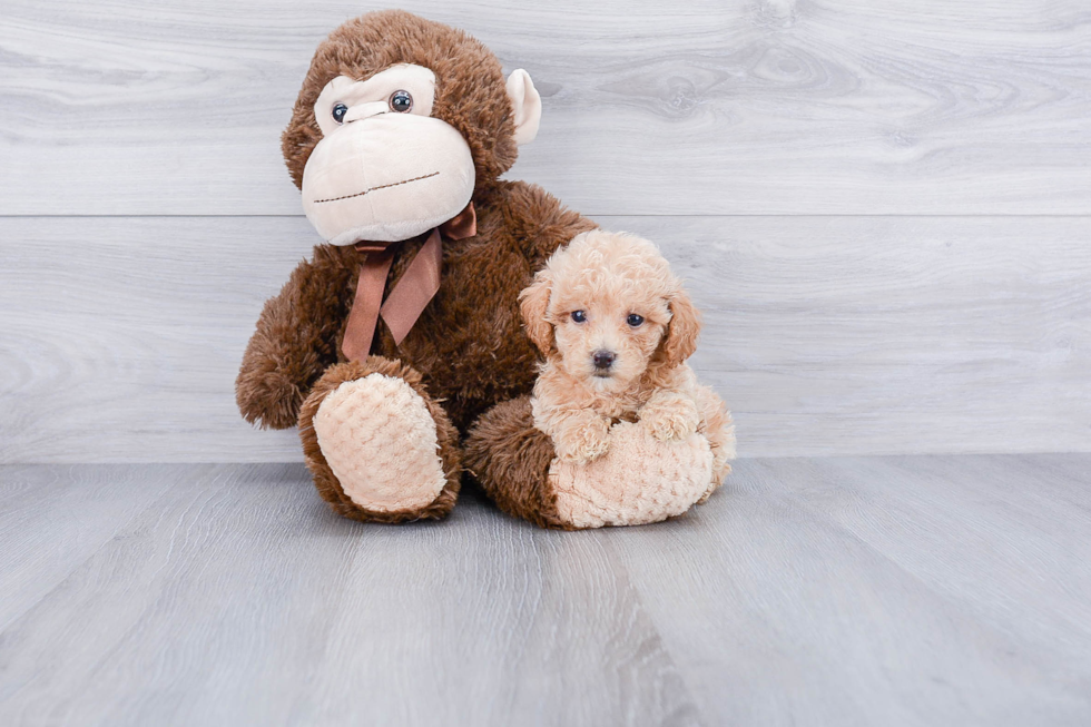 Best Maltipoo Baby