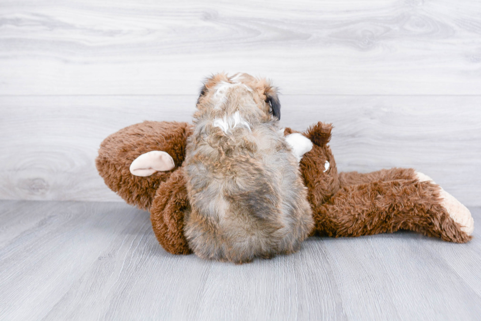 Playful Aussiepoo Poodle Mix Puppy