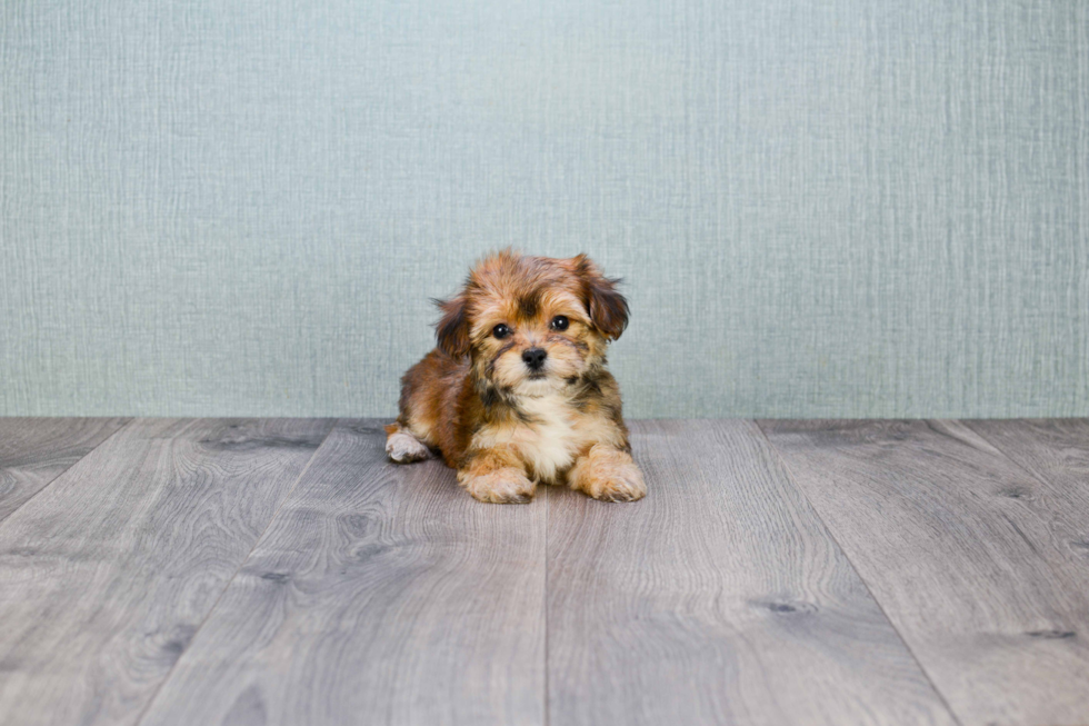 Small Morkie Baby
