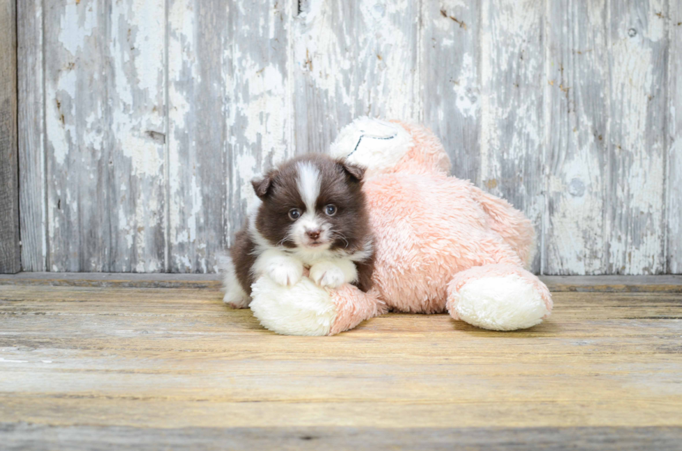 Hypoallergenic Pomeranian Purebred Pup