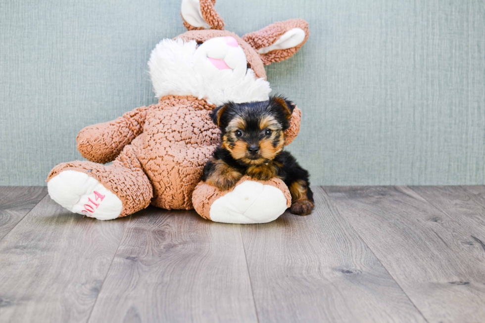 Meet Rascal - our Yorkshire Terrier Puppy Photo 