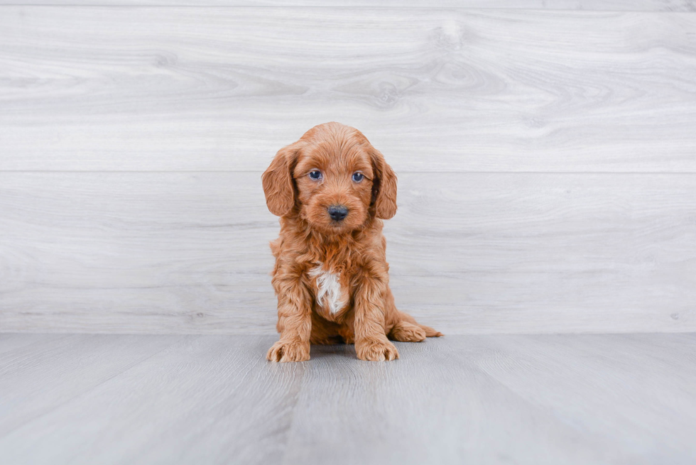 Best Mini Goldendoodle Baby
