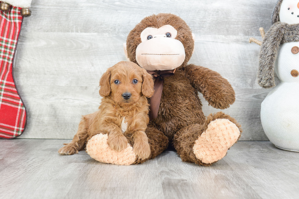 Hypoallergenic Golden Retriever Poodle Mix Puppy