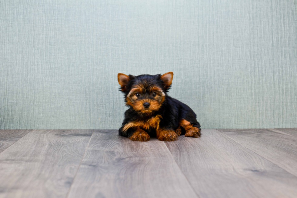 Meet Rascal - our Yorkshire Terrier Puppy Photo 