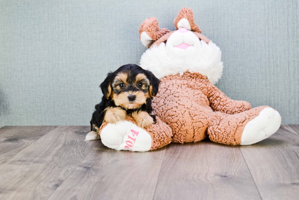 Morkie Puppy for Adoption