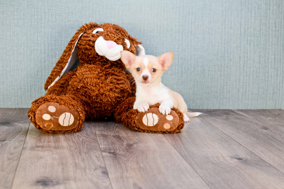 Cute Chihuahua Mix Pup