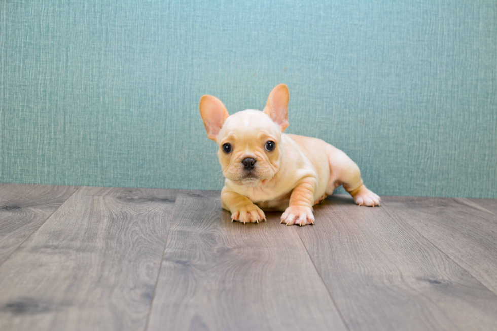 Best French Bulldog Baby