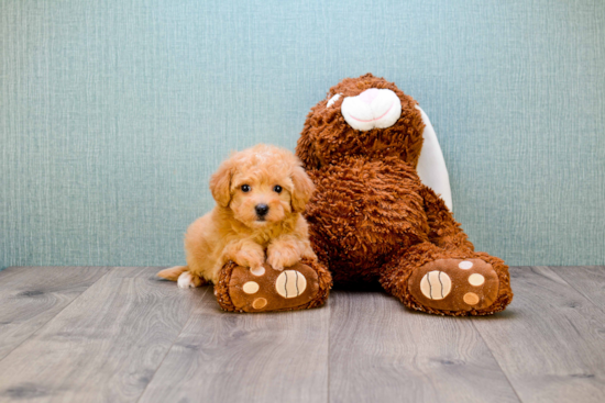 Popular Poodle Purebred Pup
