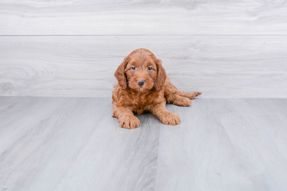 Cockapoo Pup Being Cute