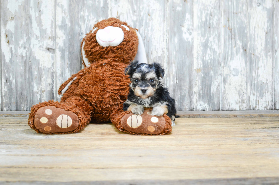 Energetic Yorkie Designer Puppy