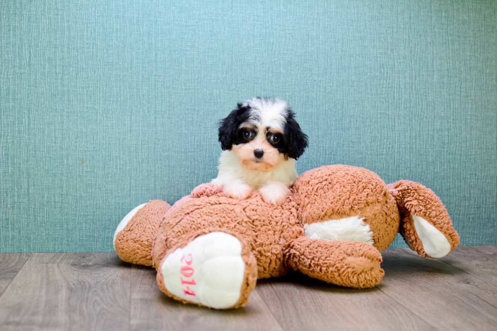 Best Cavachon Baby